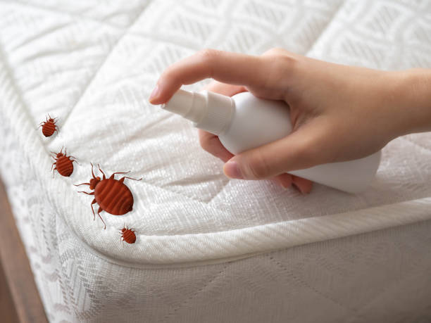 Best Termite Control Services  in Ste Genevieve, MO