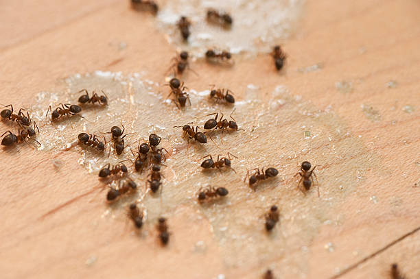 Best Mosquito Control Services  in Ste Genevieve, MO